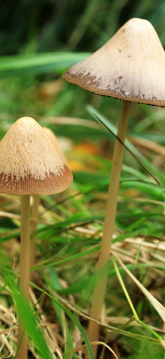 无限制ai聊天 App 长文阅读界面截图，屏幕上是一份被分段整理过的文档，段落左侧有折叠箭头，底部悬浮着总结与提问两个按钮
